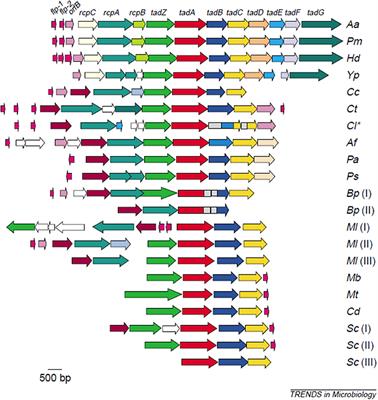 Aggregatibacter actinomycetemcomitans (Aa) Under the Radar: Myths and Misunderstandings of Aa and Its Role in Aggressive Periodontitis